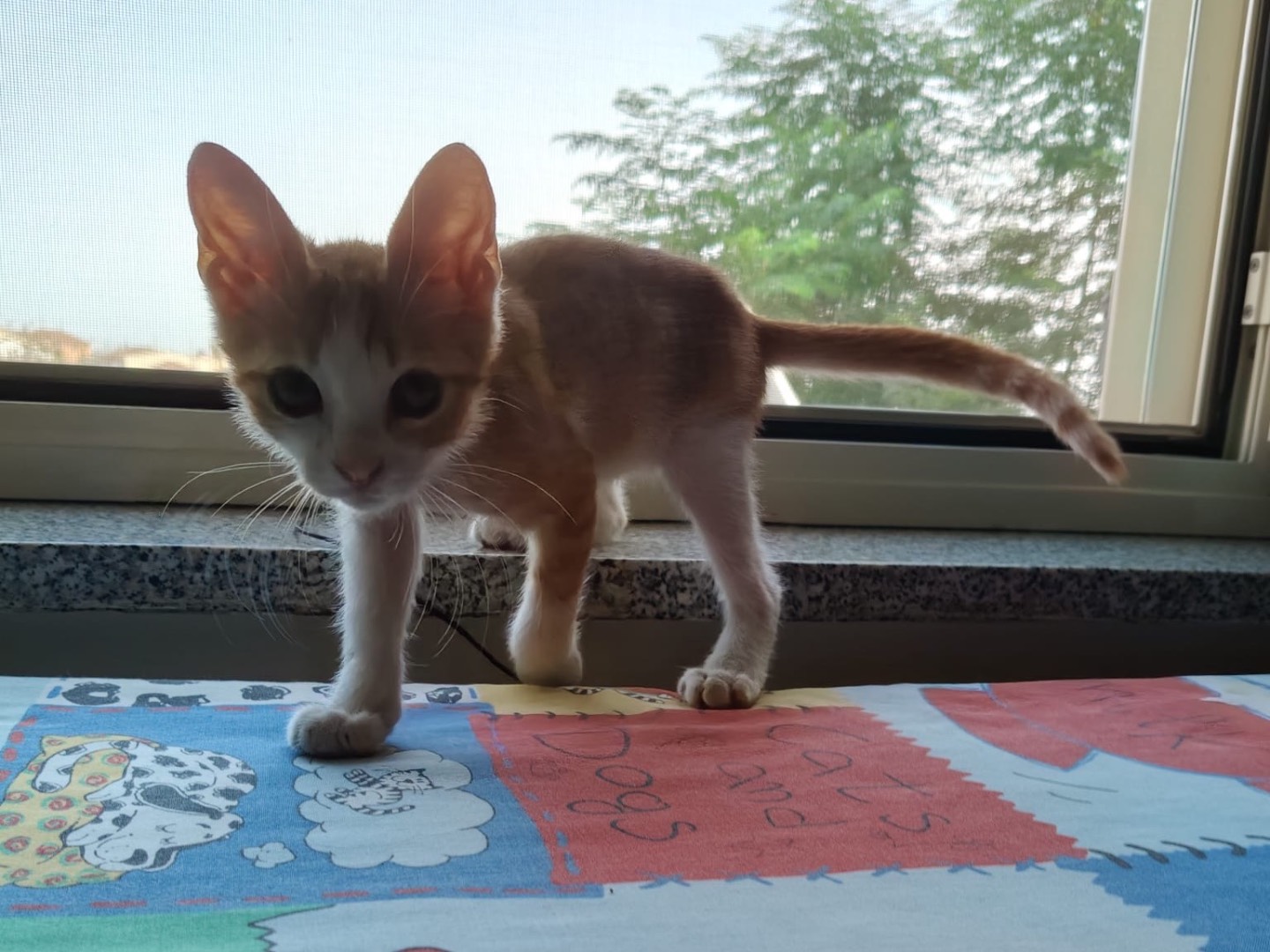Adotta un gatto, taglia non valida, maschio, Crotone