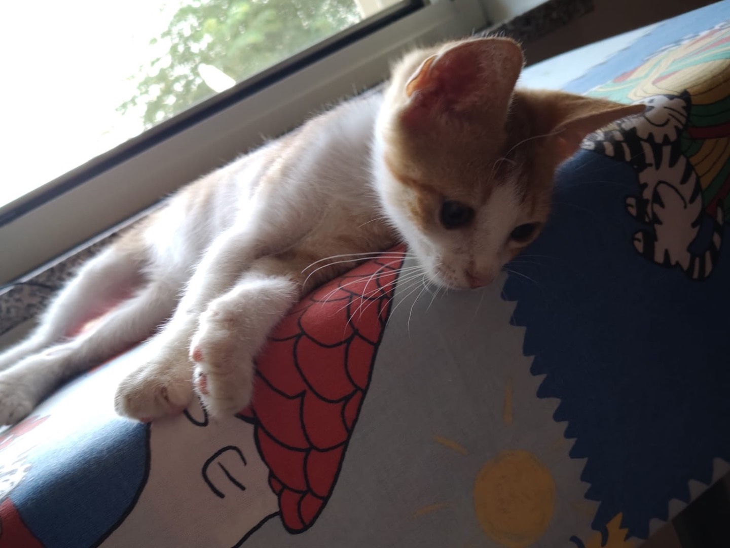 Vuoi adottare un gatto a Crotone?