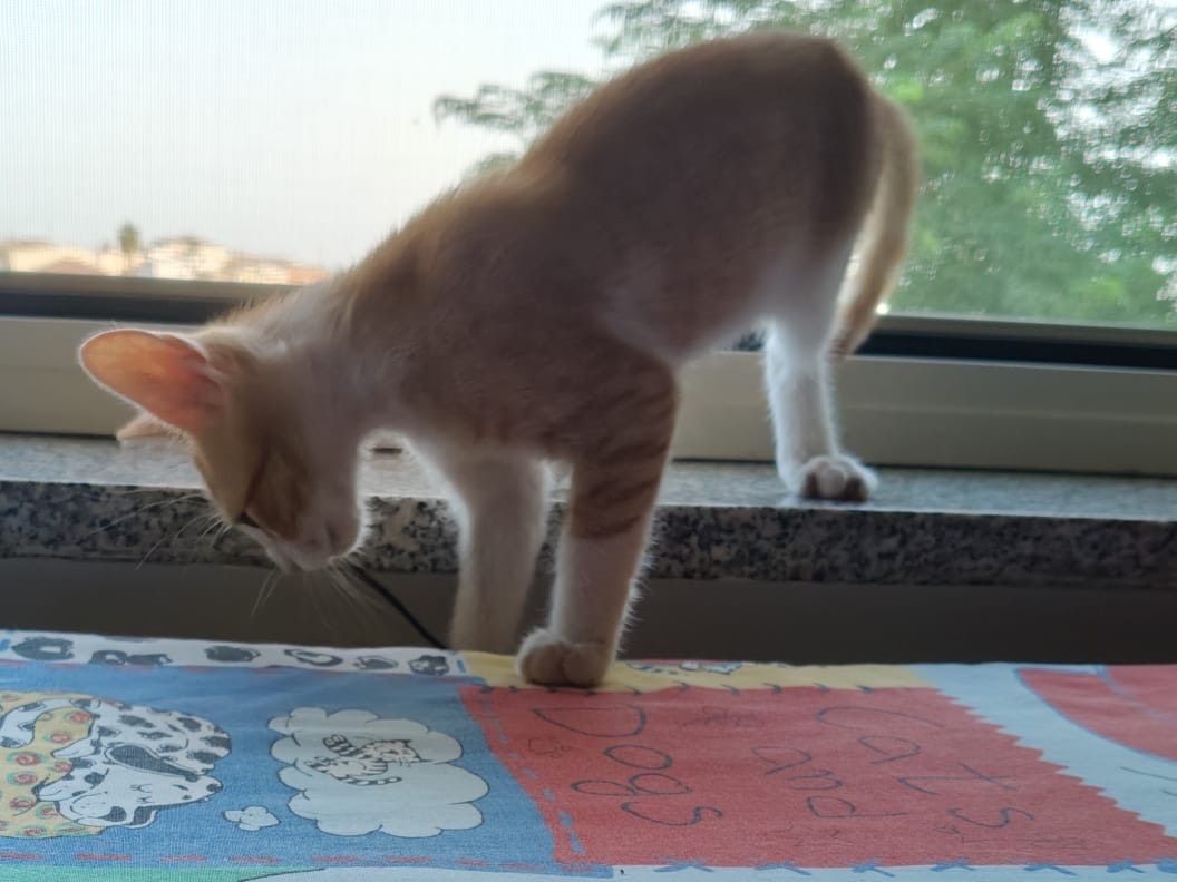 Adotta il gatto FLY GINGER a Crotone