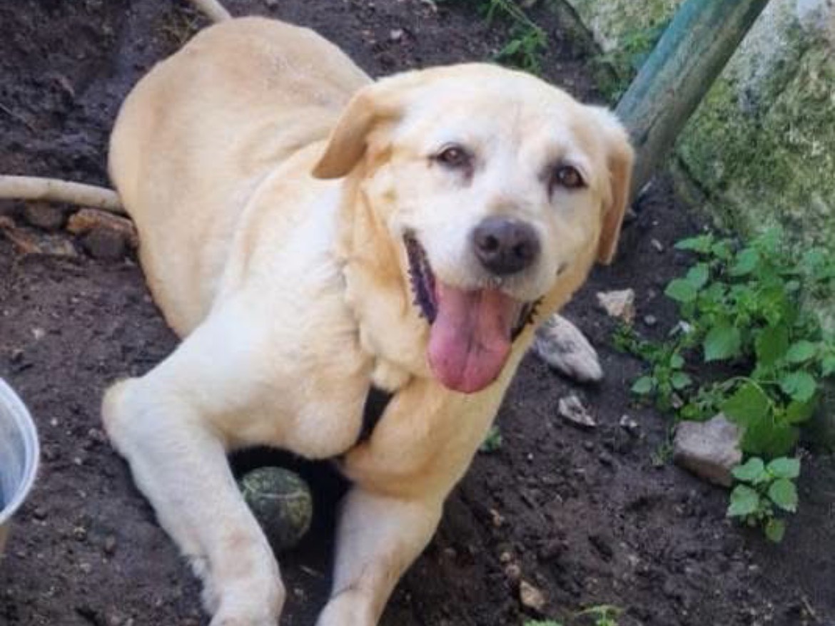 Adotta un cane, taglia grande, femmina, Caserta