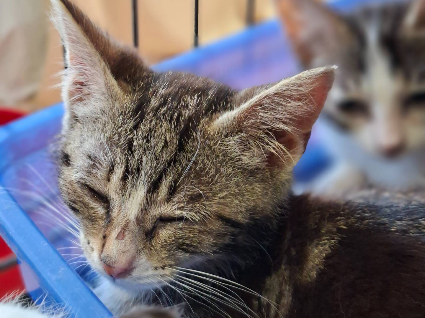 Adotta un gatto, maschio, 2 mesi, Asti