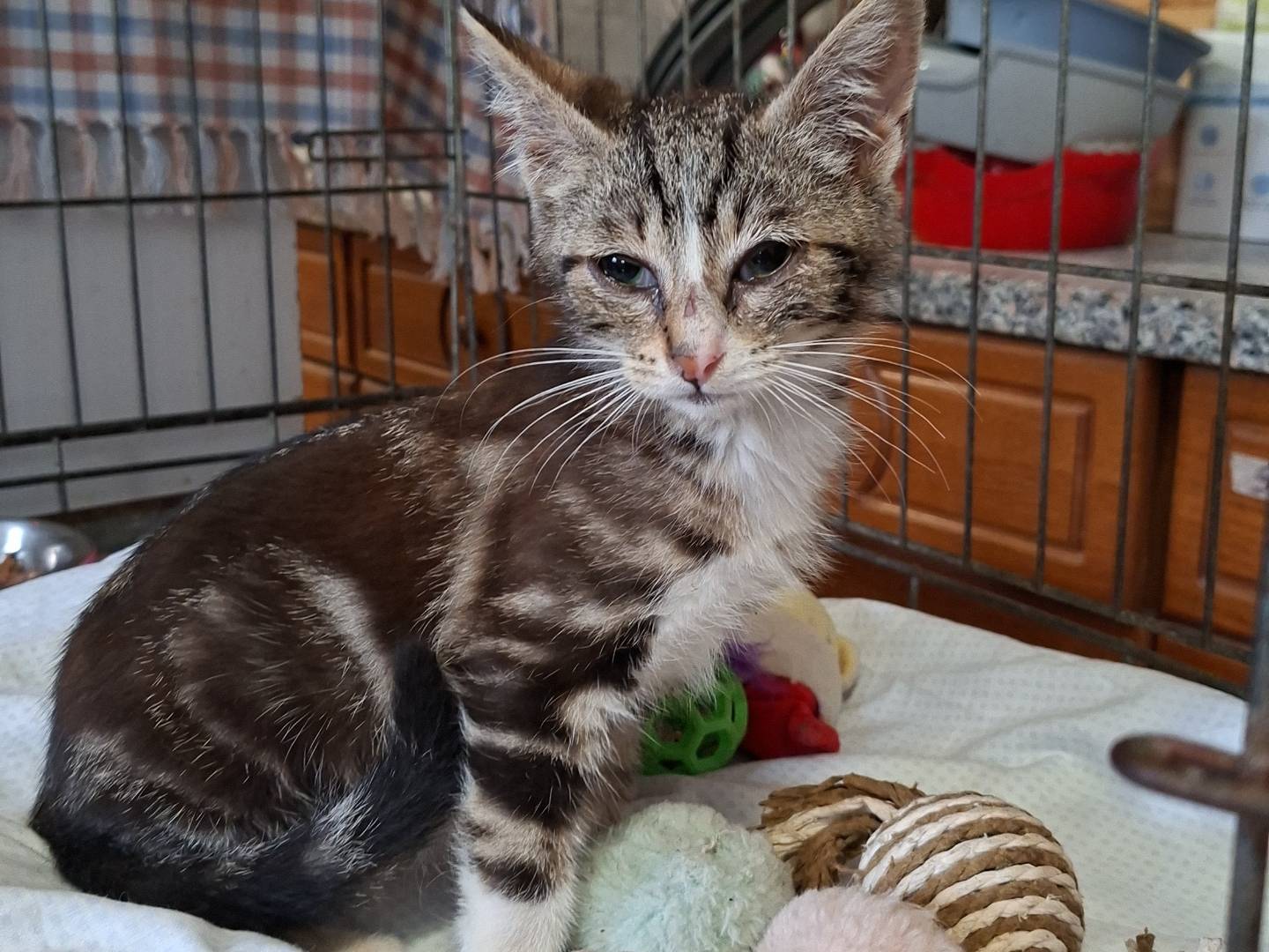 Adozione gatto, maschio, Razza sconosciuta Razza sconosciuta, 2 mesi, taglia non valida, Asti
