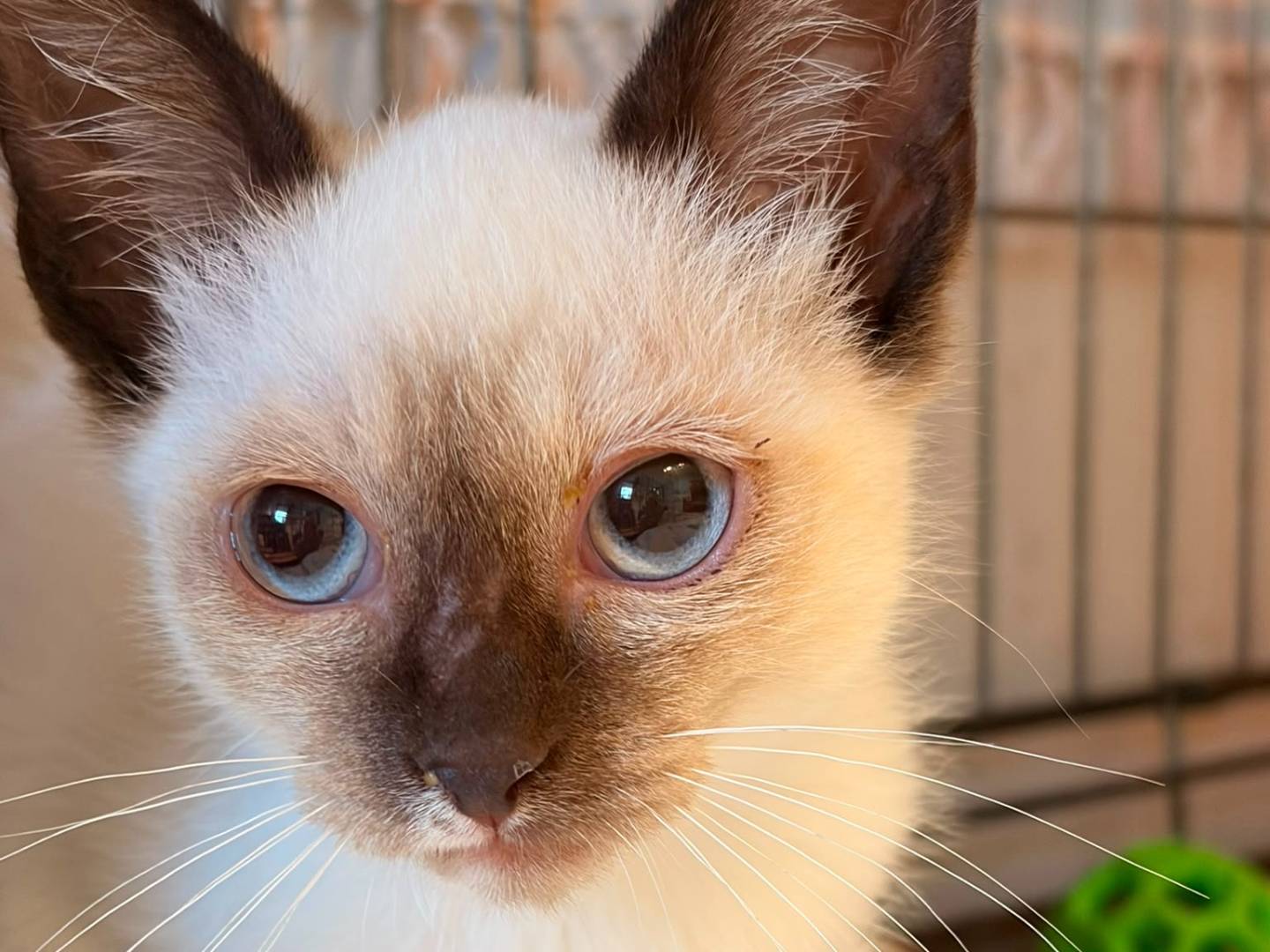 Adozione gatto, maschio, Razza sconosciuta Razza sconosciuta, 3 mesi, taglia non valida, Asti