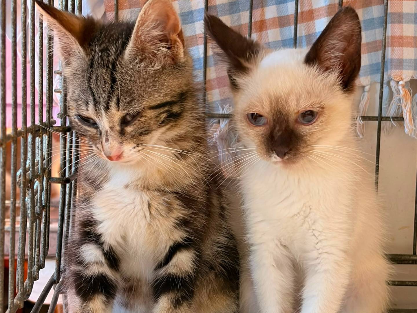Adotta un gatto, maschio, 3 mesi, Asti