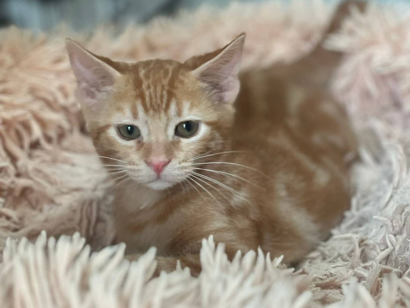 Adozione gatto, maschio, Razza sconosciuta Razza sconosciuta, 3 mesi, taglia non valida, Bari