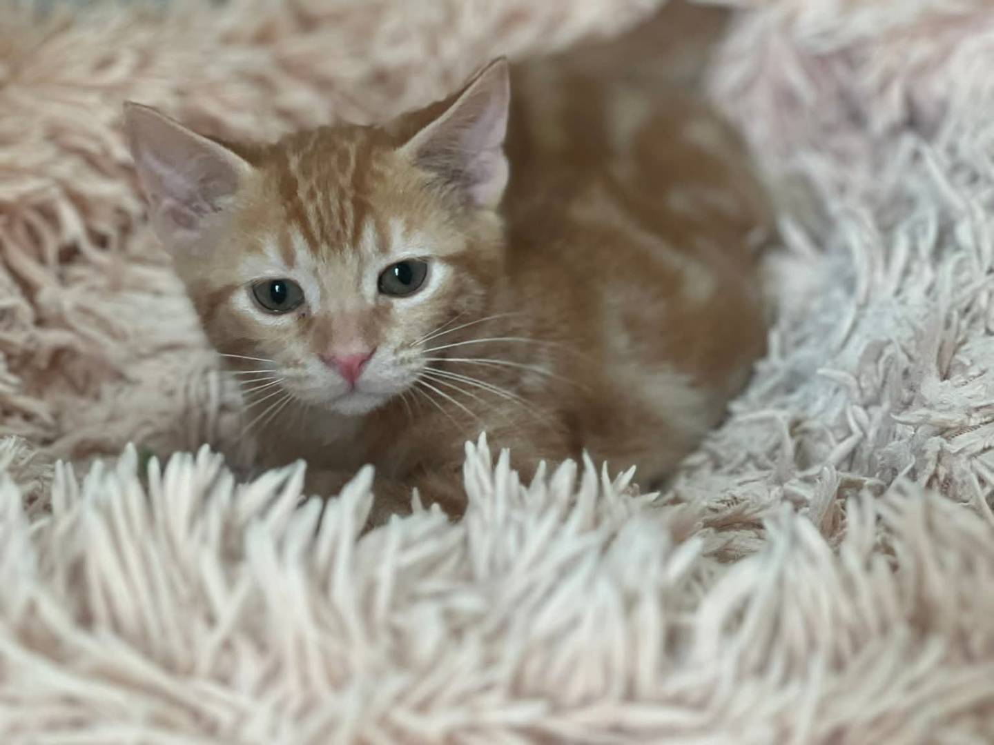 Adotta un gatto, maschio, 3 mesi, Bari