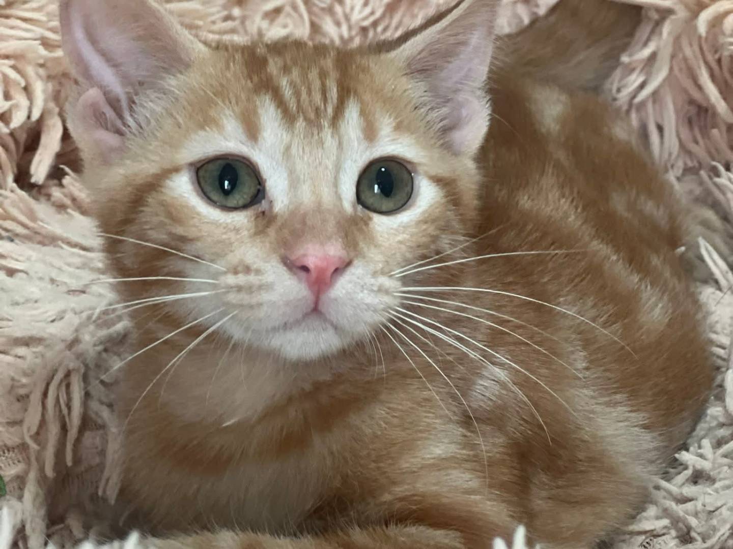 Adotta un gatto, taglia non valida, maschio, Bari
