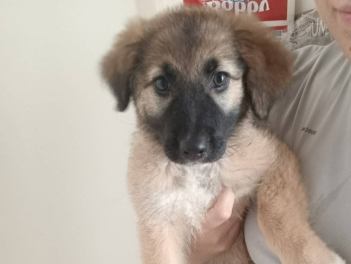 Adozione cane, femmina, Pastore tedesco Razza sconosciuta, 3 mesi, taglia media, Bari