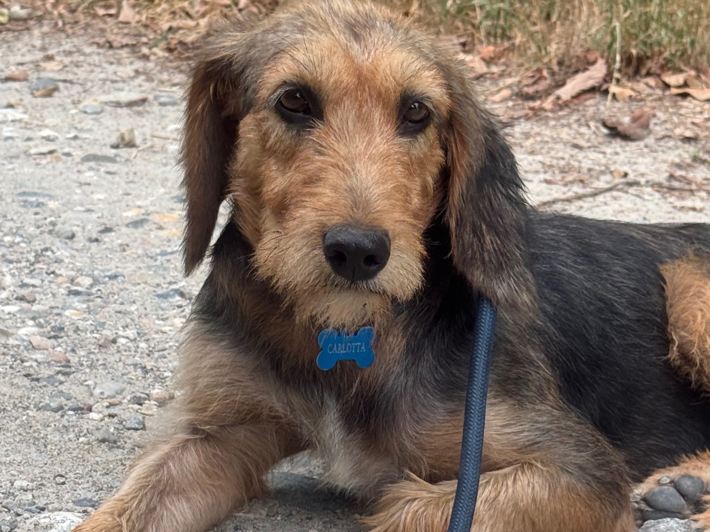 Adozione cane, femmina, Segugio Razza sconosciuta, 5 anni e 3 mesi, taglia media contenuta, Milano