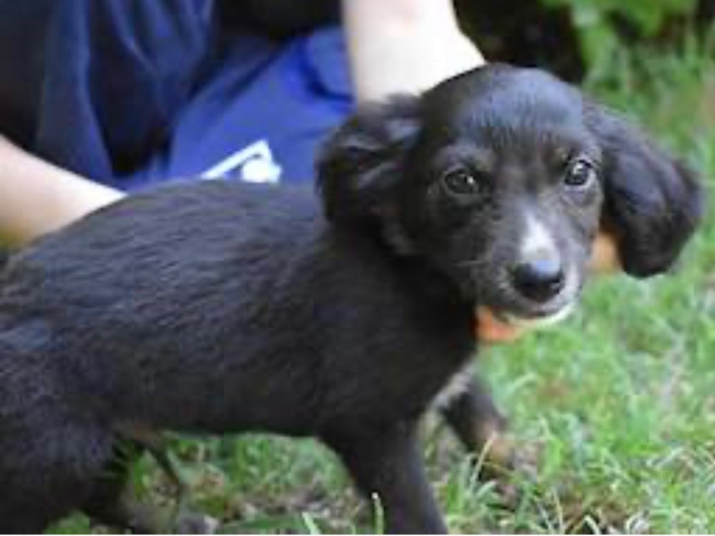 Adotta un cane, maschio, 3 mesi, Roma