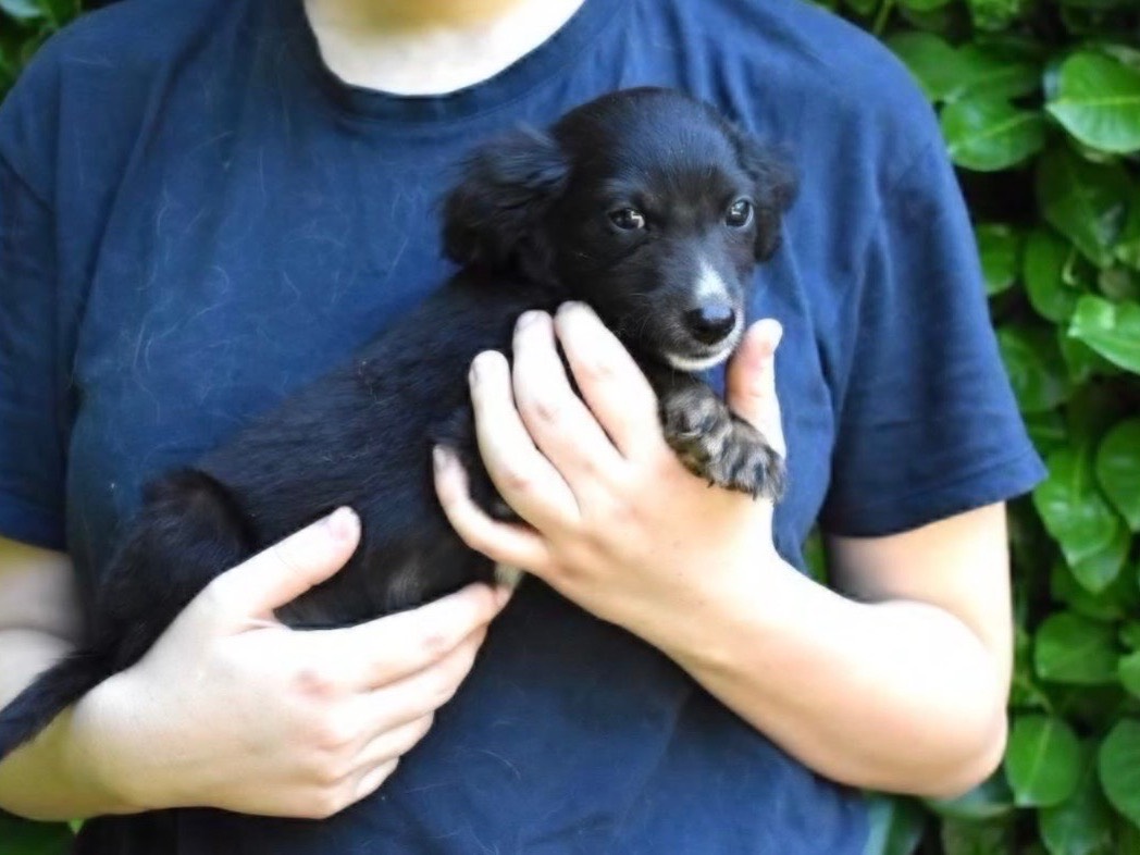 Adotta un cane, taglia piccola, maschio, Roma