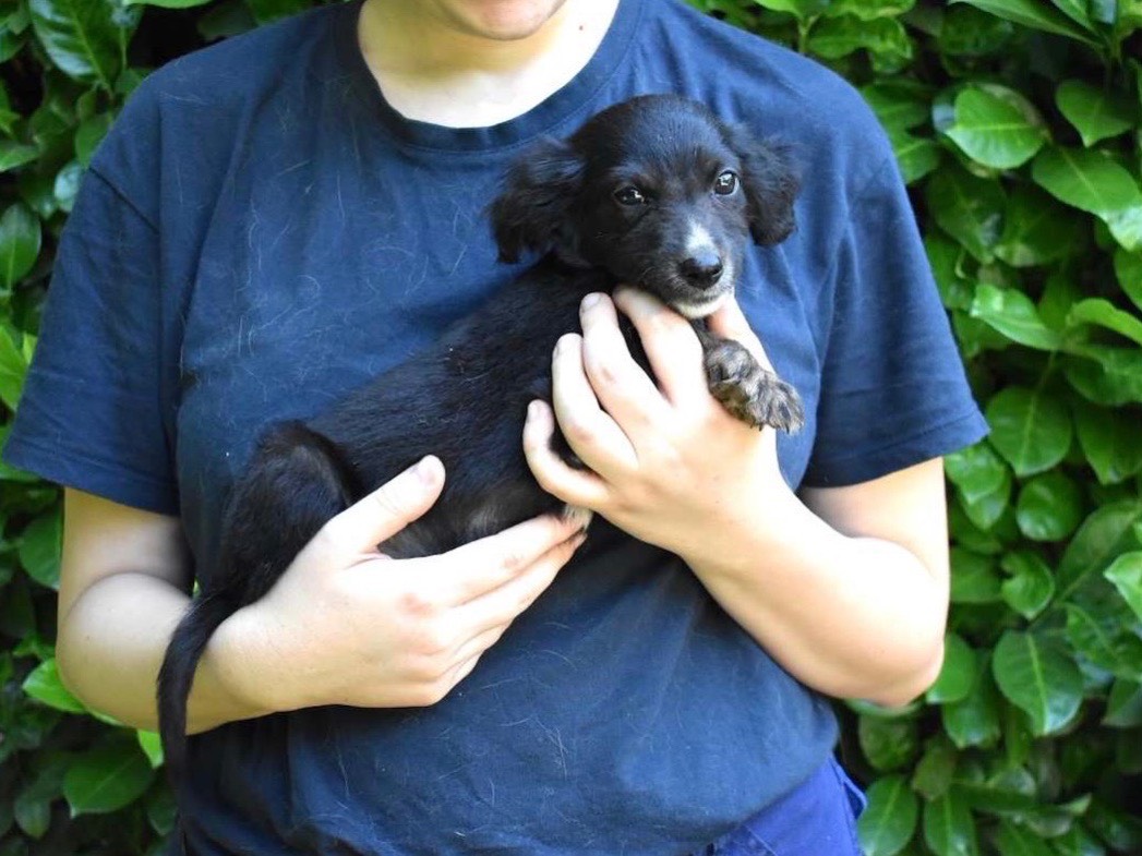 Vuoi adottare un cane a Roma?