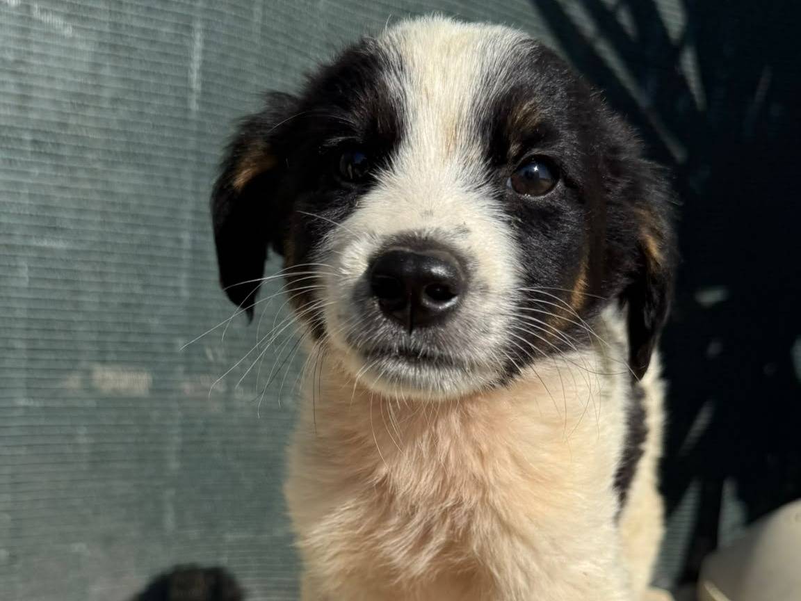 Adozione cane, maschio, Razza sconosciuta Razza sconosciuta, 3 mesi, taglia media contenuta, Matera