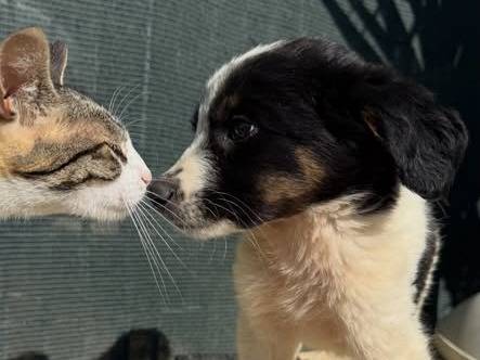 Adotta un cane, maschio, 3 mesi, Matera