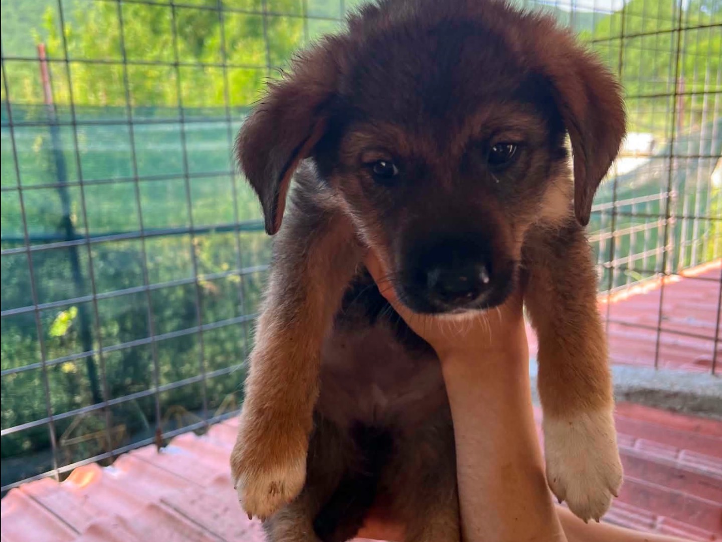 Adozione cane, femmina, Razza sconosciuta Razza sconosciuta, 3 mesi, taglia media, Caserta