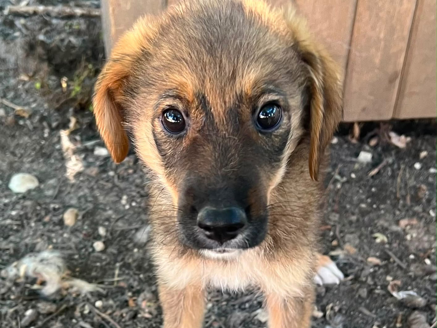 Adotta un cane, femmina, 3 mesi, Caserta