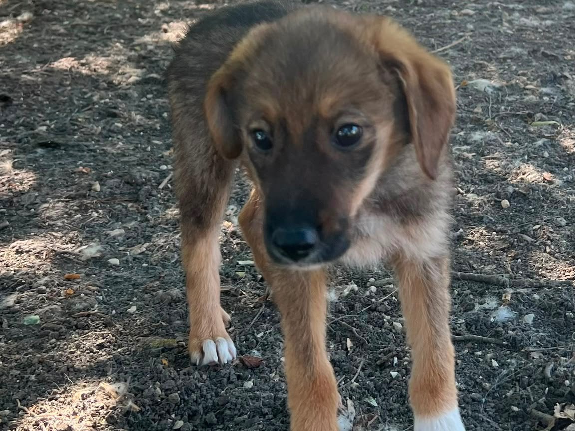 Vuoi adottare un cane a Caserta?