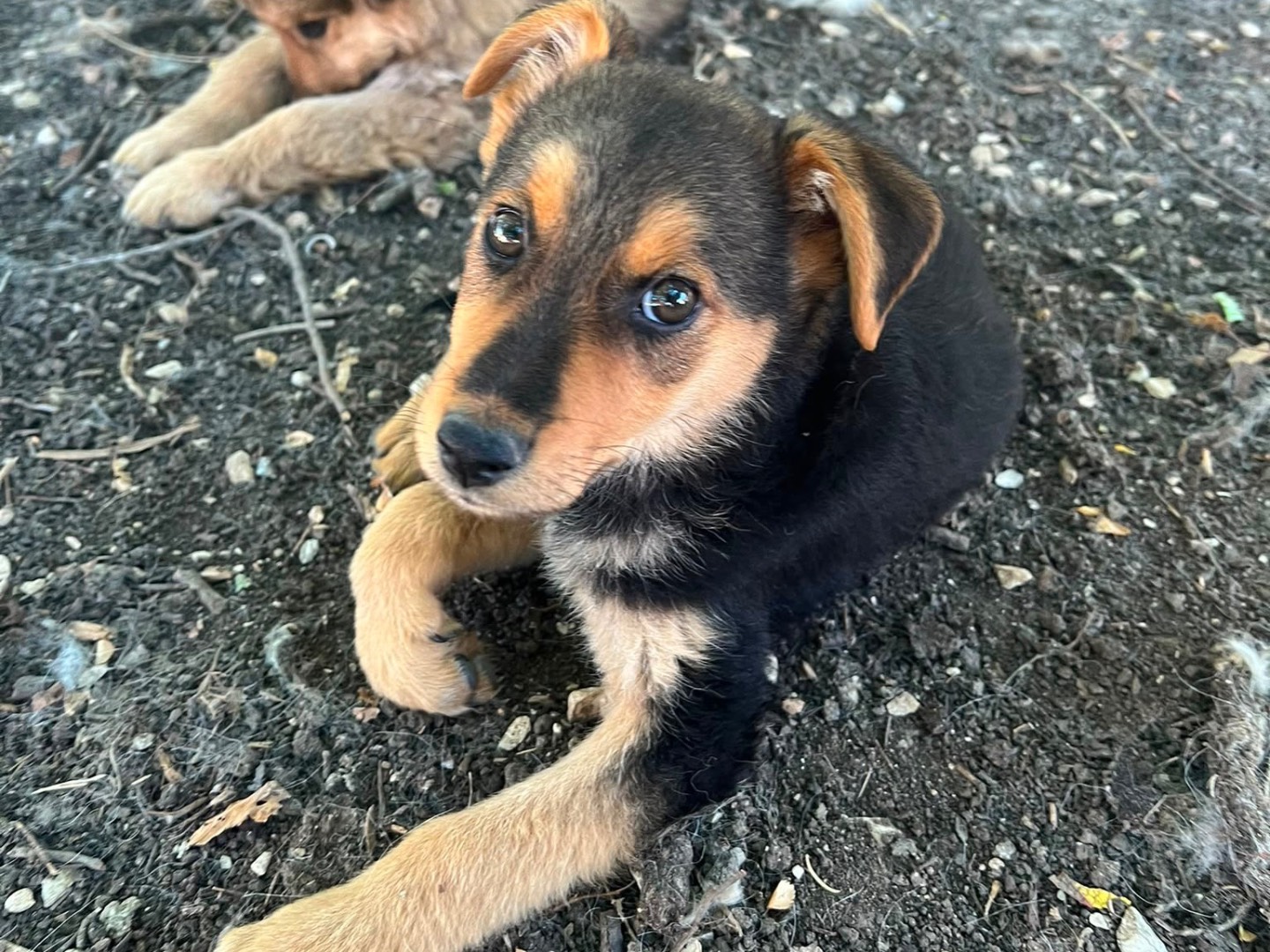 Adotta un cane, femmina, 3 mesi, Caserta