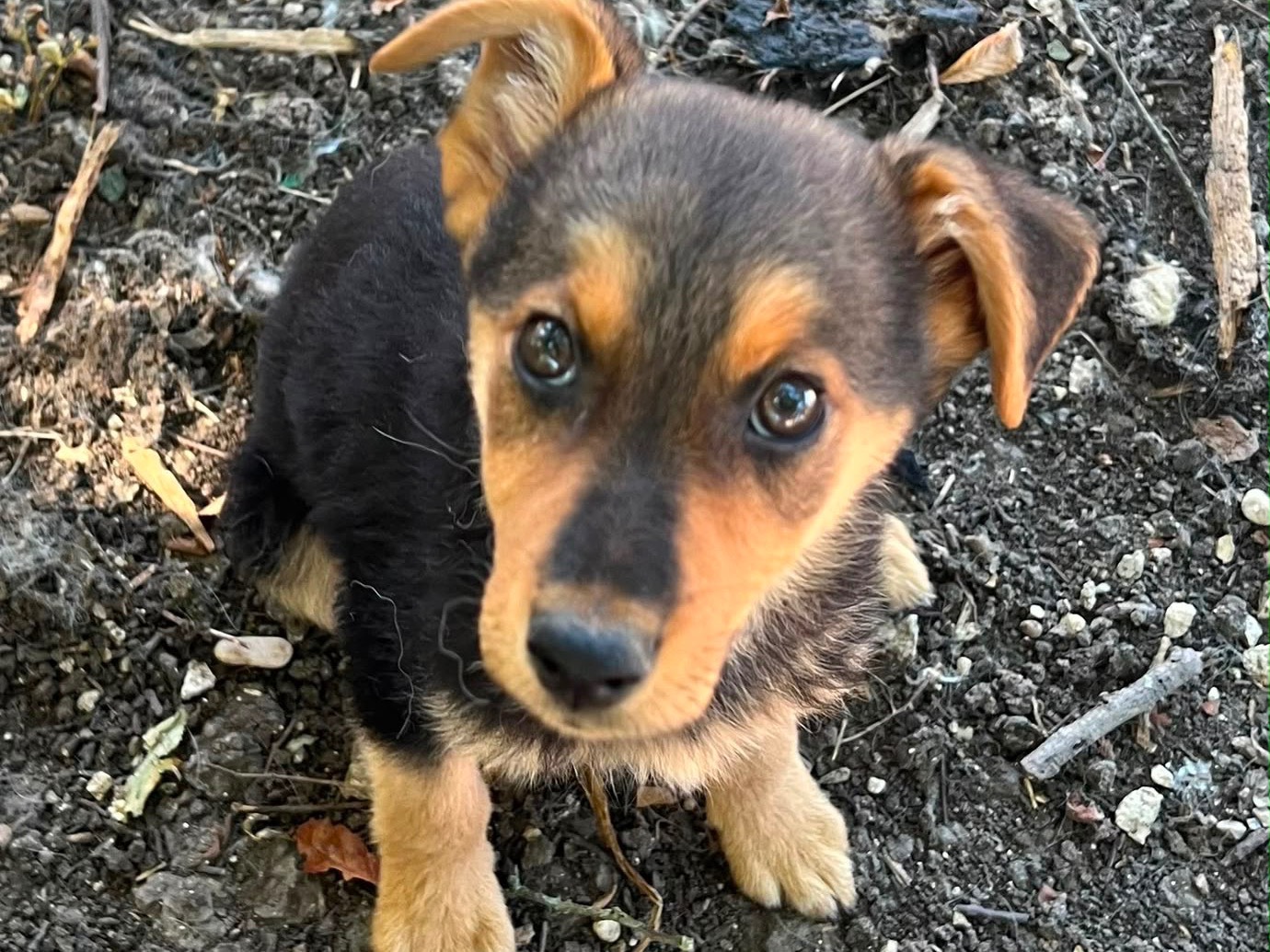 Adotta un cane, taglia media, femmina, Caserta