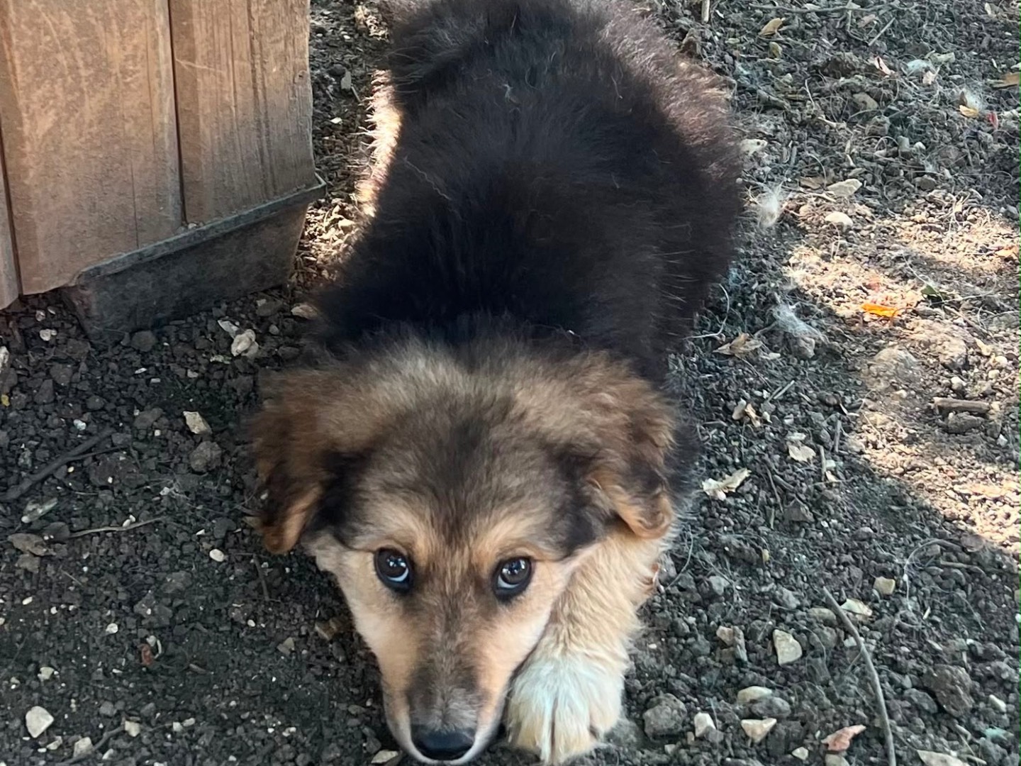 Adozione cane, femmina, Razza sconosciuta Razza sconosciuta, 3 mesi, taglia media, Caserta
