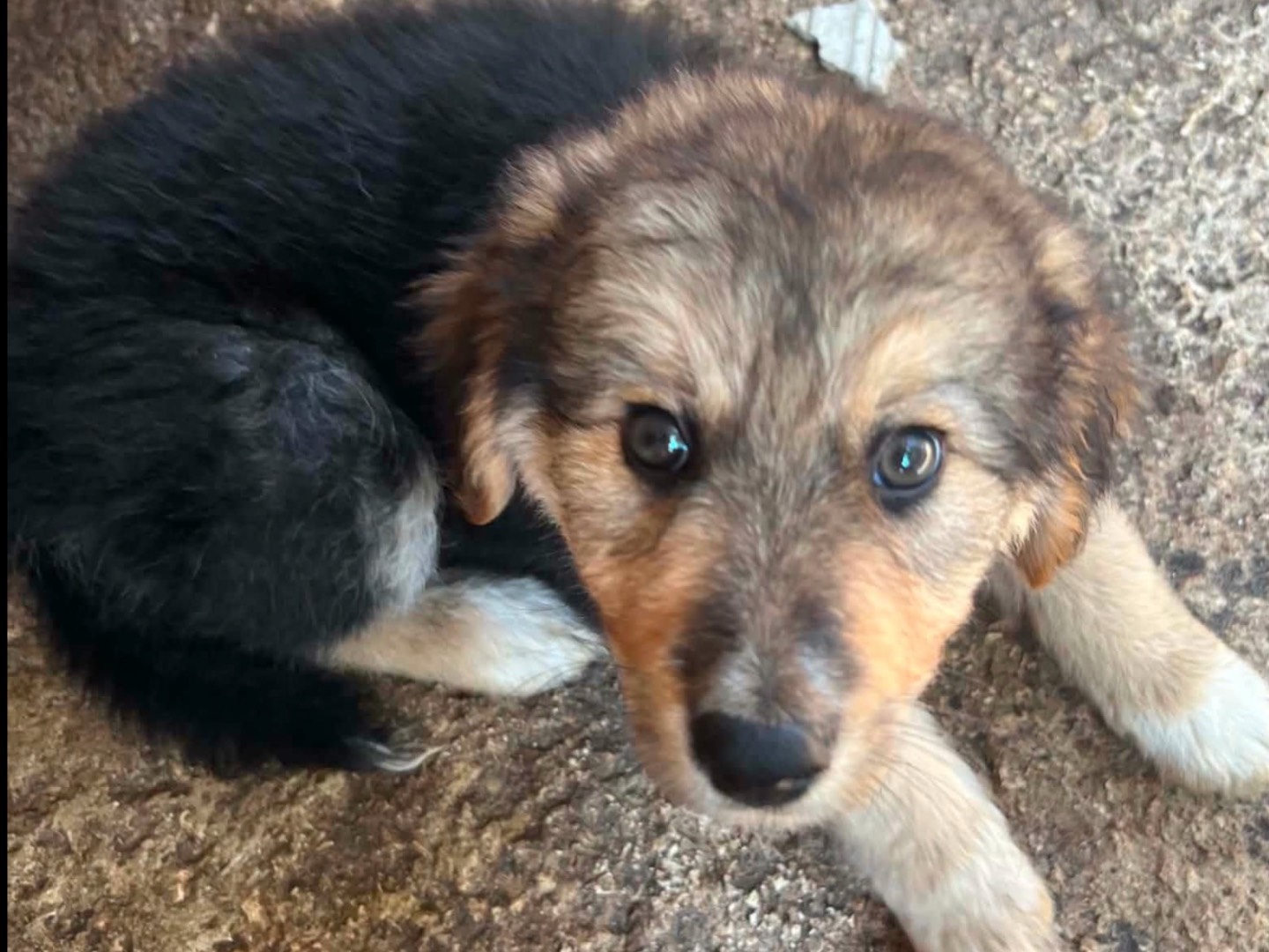 Adotta un cane, taglia media, femmina, Caserta