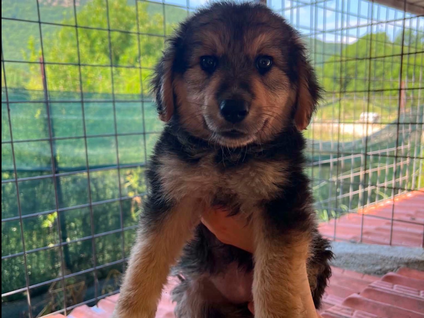 Vuoi adottare un cane a Caserta?