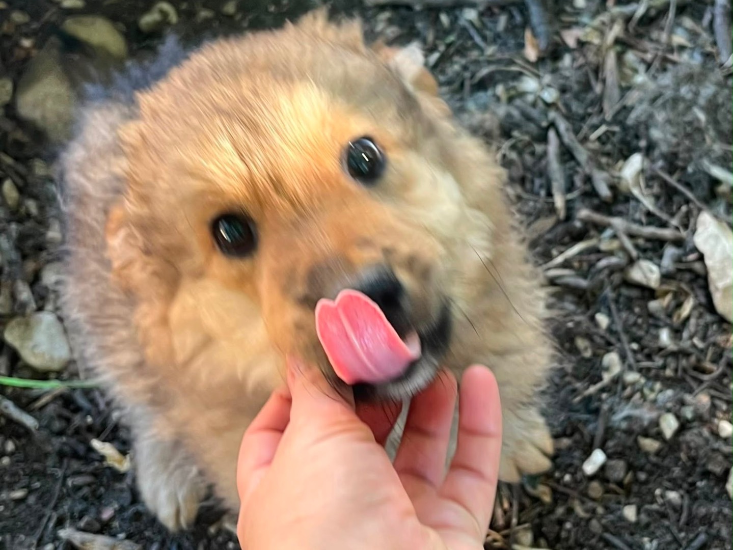 Adotta un cane, maschio, 3 mesi, Caserta