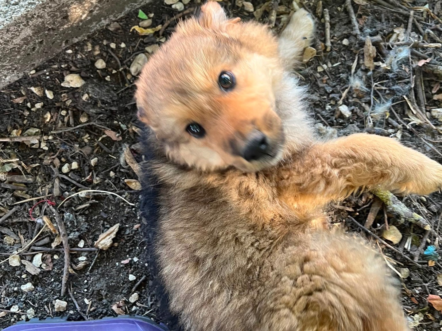 Adotta un cane, taglia media, maschio, Caserta