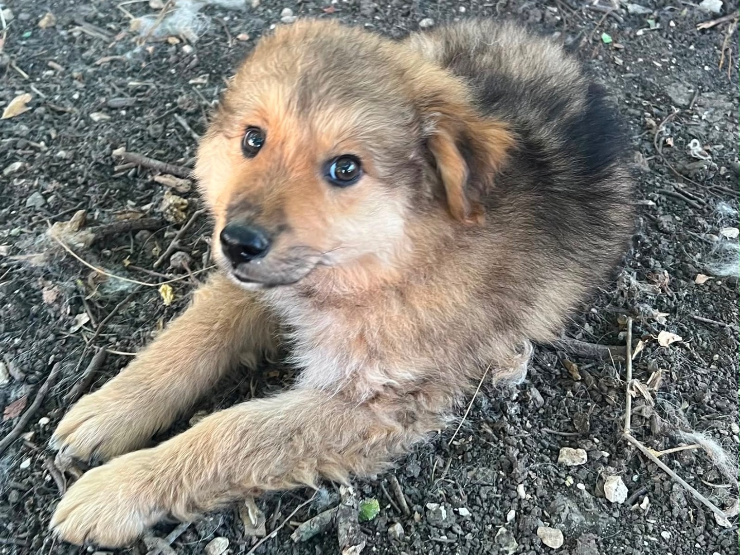 Vuoi adottare un cane a Caserta?