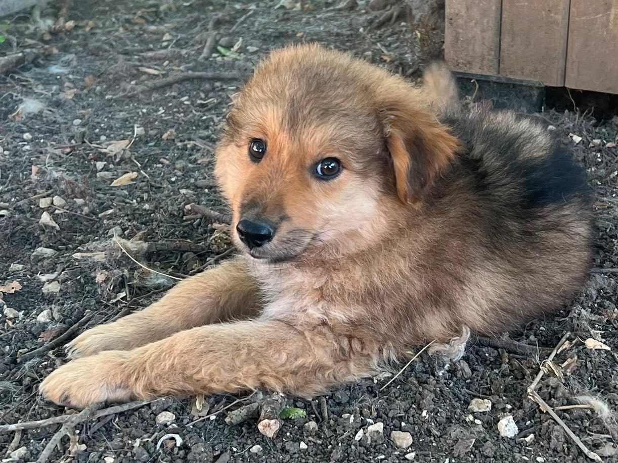 Adotta il cane Linus a Caserta