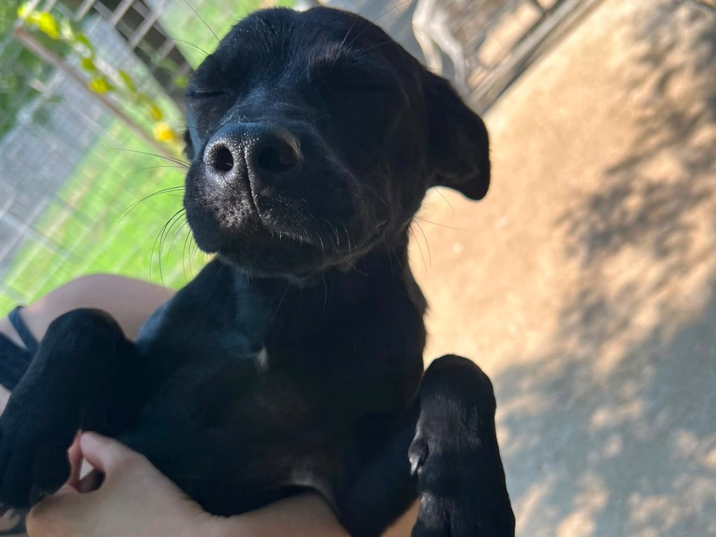 Adozione cane, femmina, Razza sconosciuta Razza sconosciuta, 4 mesi, taglia media, Caserta