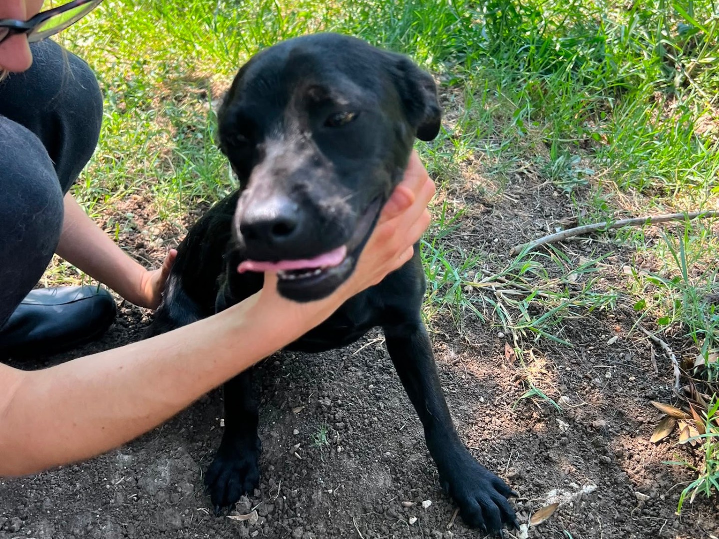 Adotta un cane, femmina, 4 mesi, Caserta