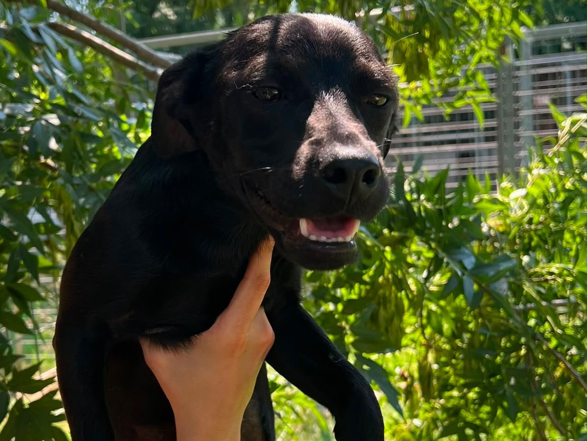 Adotta un cane, taglia media, femmina, Caserta