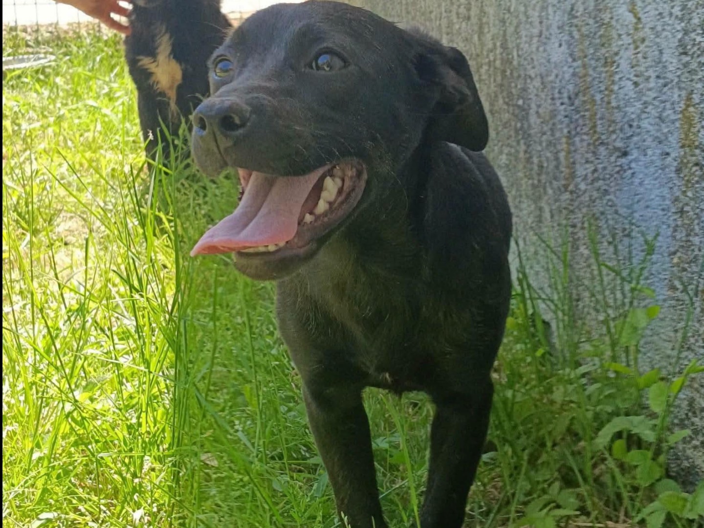 Vuoi adottare un cane a Caserta?