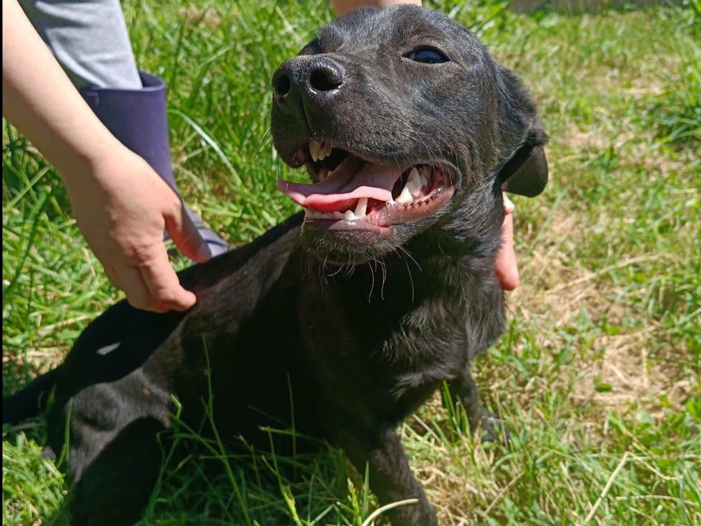 Adotta il cane Mila a Caserta