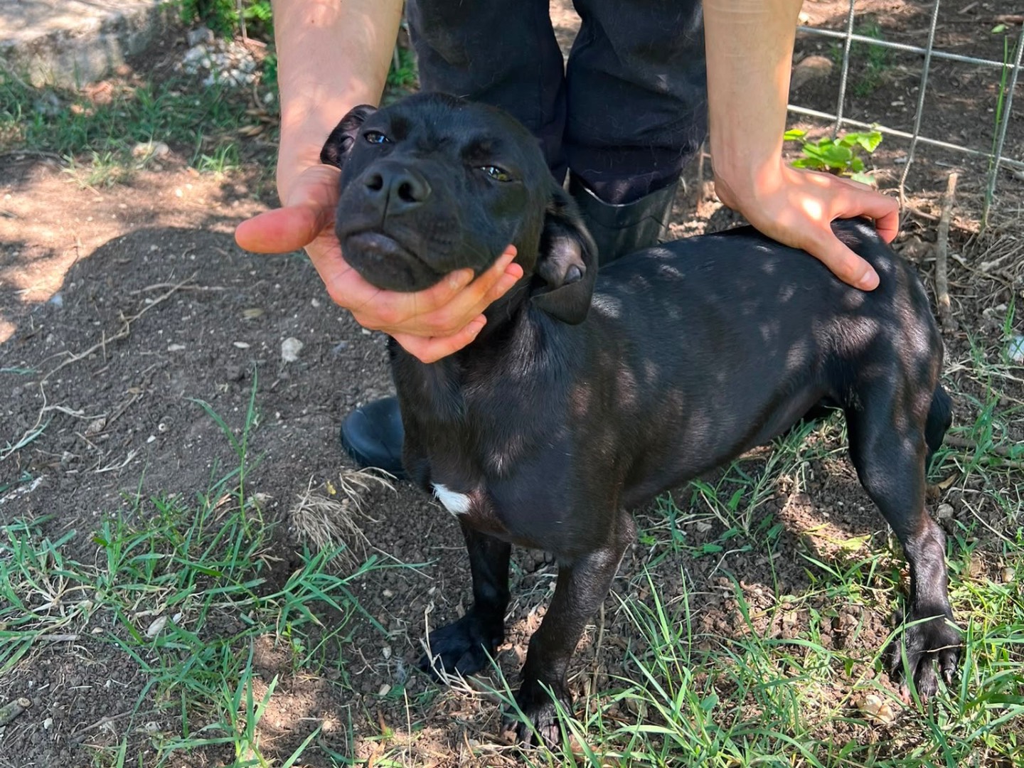 Adotta un cane, femmina, 8 mesi, Caserta