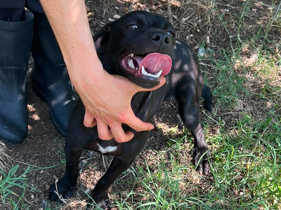 Adozione cane, femmina, Razza sconosciuta Razza sconosciuta, 8 mesi, taglia media contenuta, Caserta