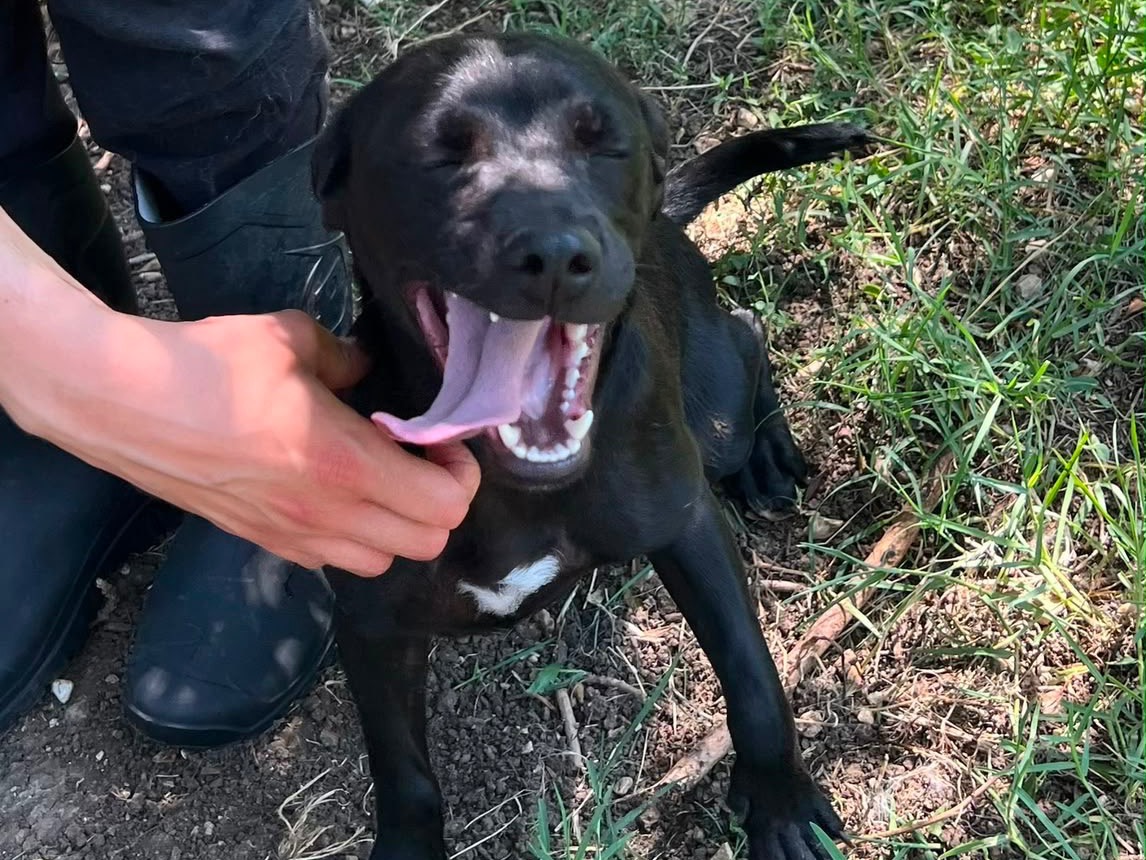 Adotta un cane, taglia media contenuta, femmina, Caserta