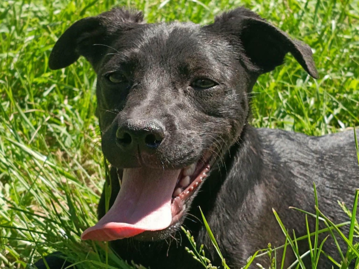 Vuoi adottare un cane a Caserta?
