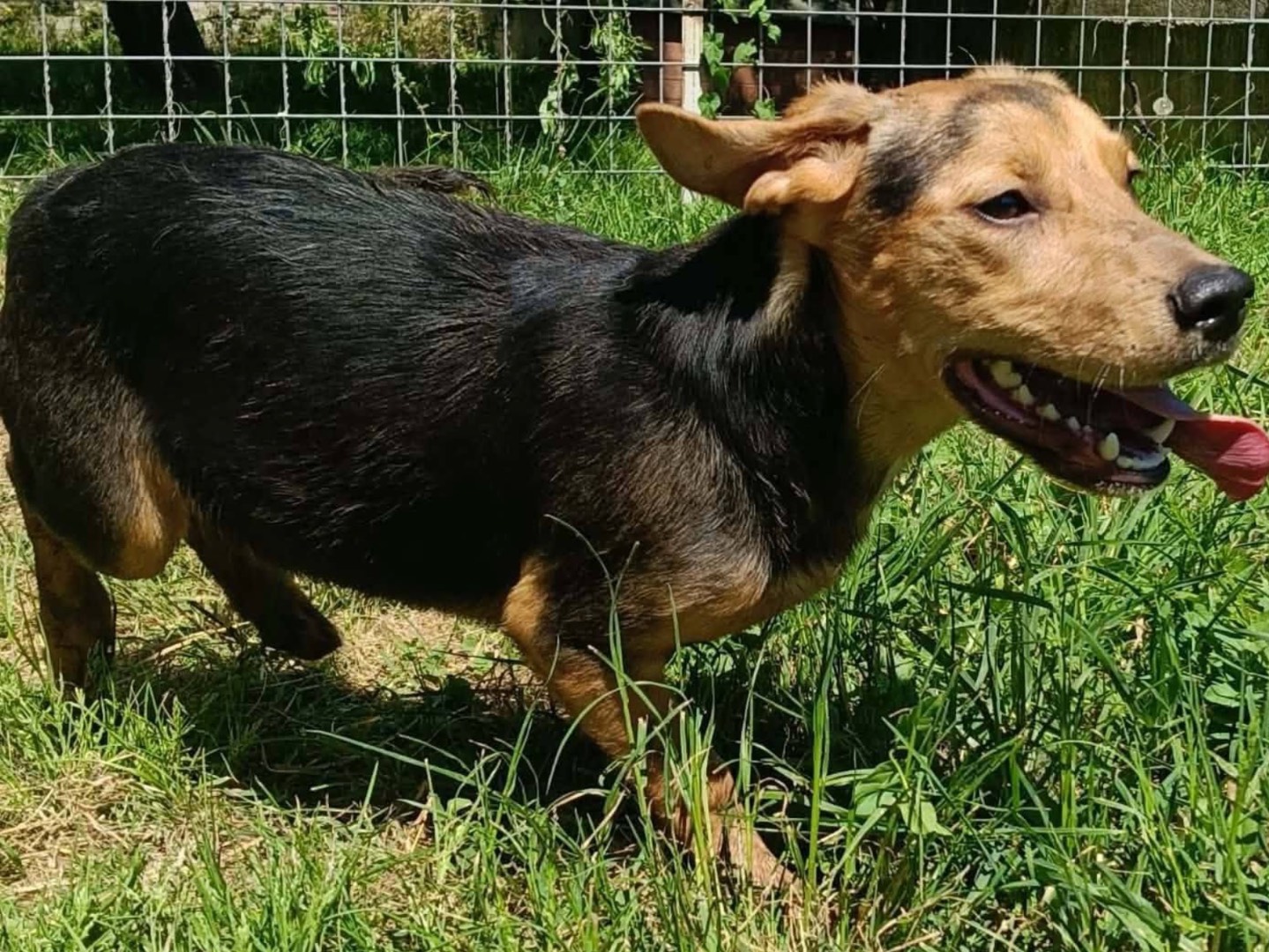 Adotta un cane, femmina, 8 mesi, Caserta