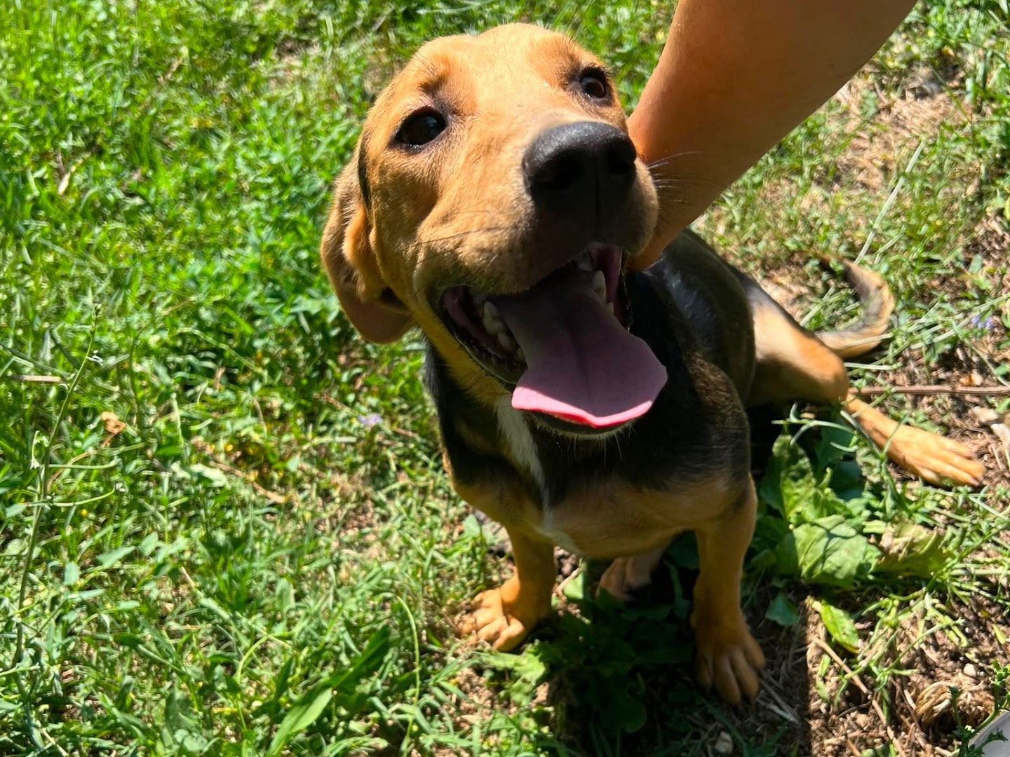 Adozione cane, femmina, Razza sconosciuta Razza sconosciuta, 8 mesi, taglia media contenuta, Caserta