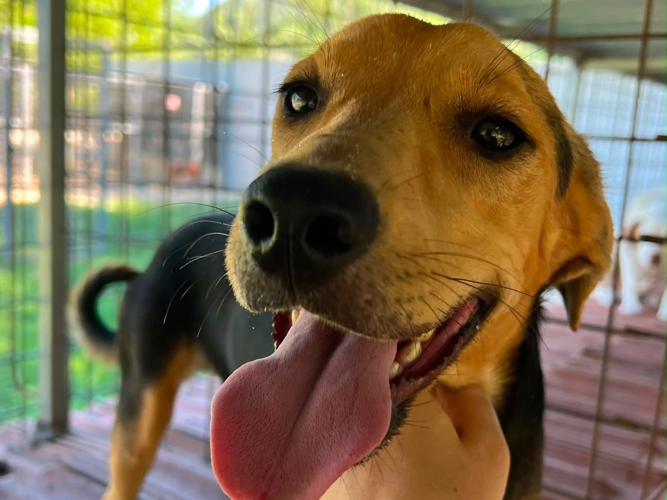 Adotta un cane, taglia media contenuta, femmina, Caserta