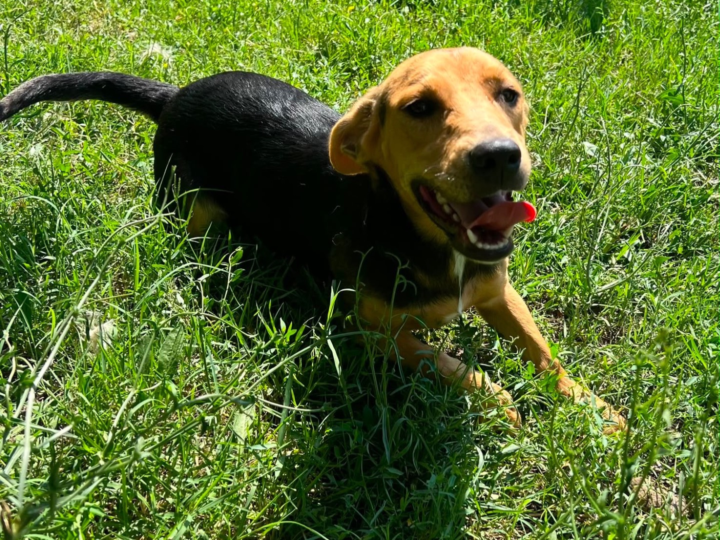 Vuoi adottare un cane a Caserta?