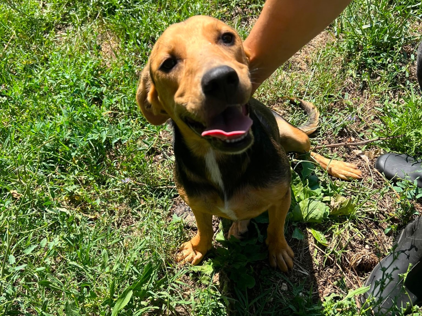 Adotta il cane Dafne a Caserta