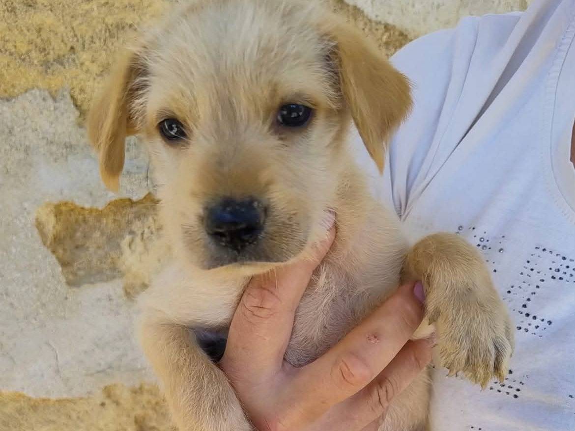Adozione cane, maschio, Razza sconosciuta Razza sconosciuta, 3 mesi, taglia media contenuta, Trapani