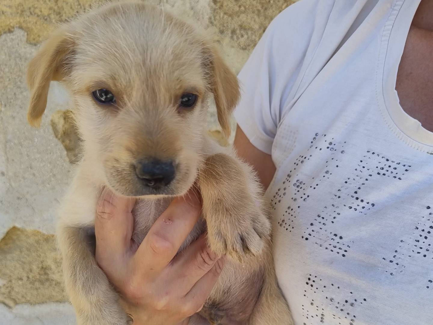 Adotta un cane, maschio, 3 mesi, Trapani