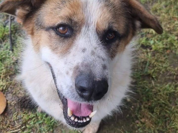 Adozione cane, maschio, Razza sconosciuta Razza sconosciuta, 6 anni e 5 mesi, taglia grande, Roma