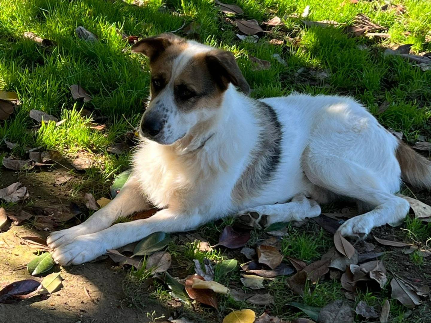 Adotta un cane, taglia grande, maschio, Roma