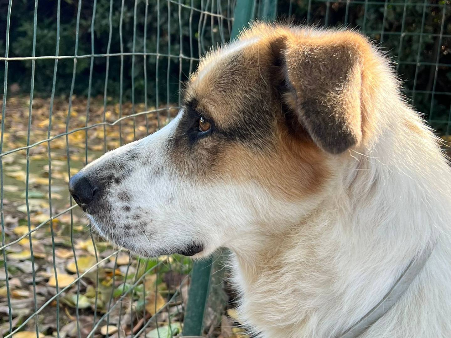 Vuoi adottare un cane a Roma?