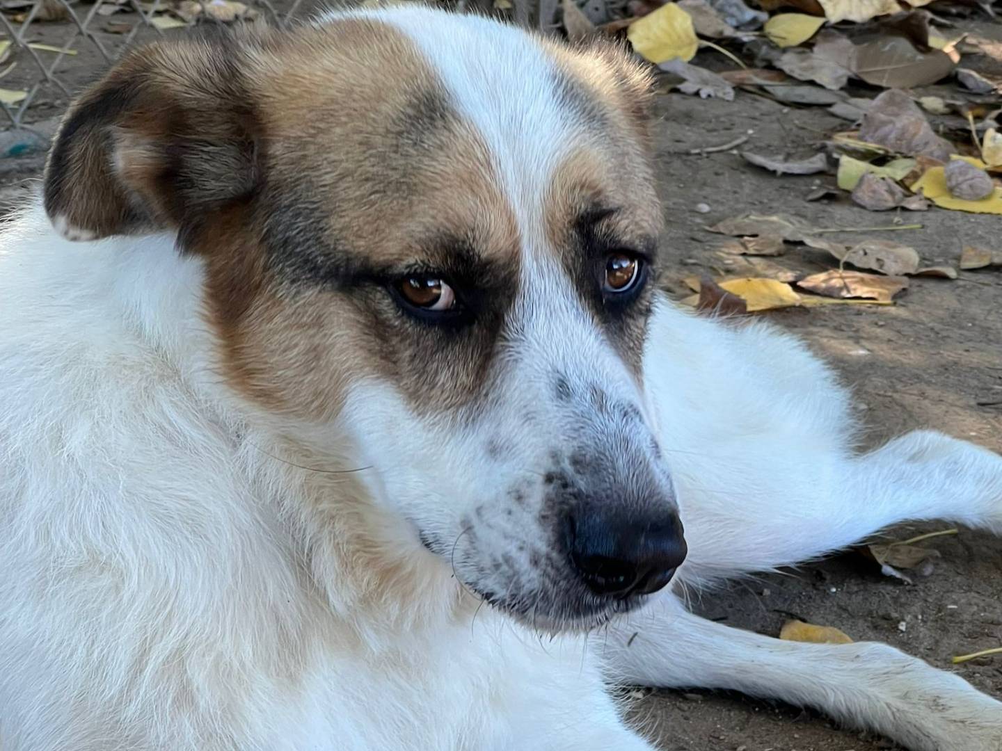 Adotta il cane Attila a Roma